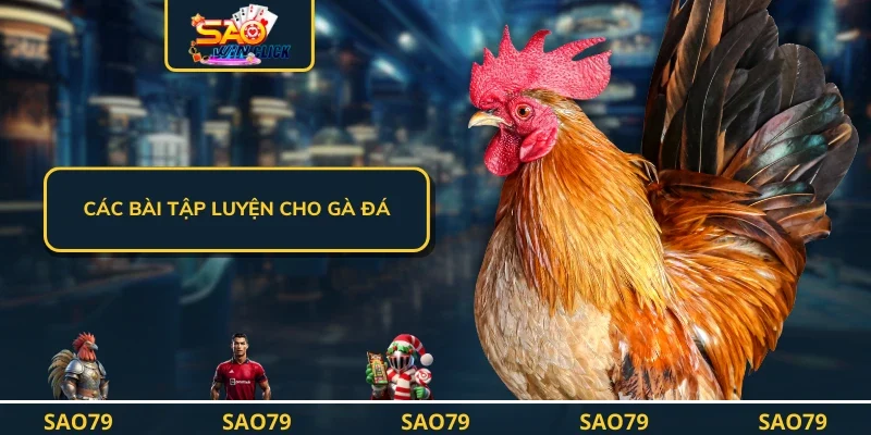 Các bài tập luyện cho gà đá