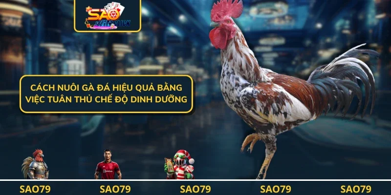 Cách Nuôi Gà Đá Hiệu Quả - Hướng Dẫn Sư Kê Nuôi Chiến Binh