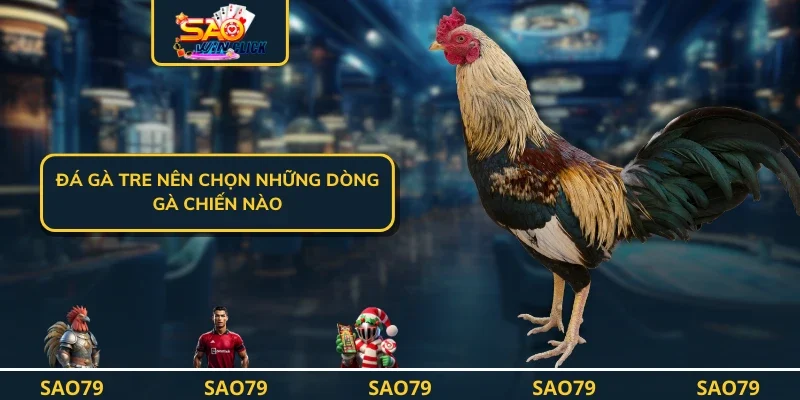 Đá gà tre nên chọn những dòng gà chiến nào