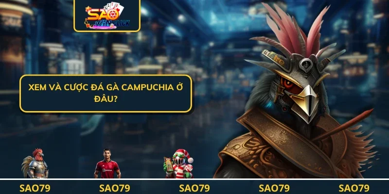 Xem và cược Đá gà campuchia ở đâu?